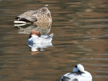 Smew 井頭公園 Sun, 2/11/2024