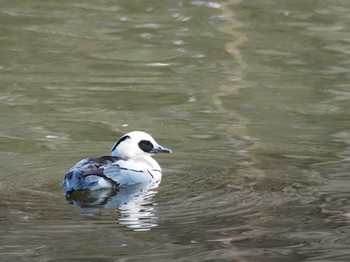 Smew 井頭公園 Sun, 2/11/2024