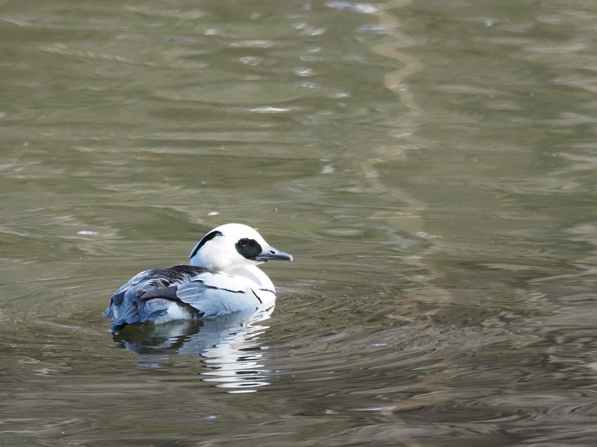 Photo of Smew at 井頭公園 by とみた