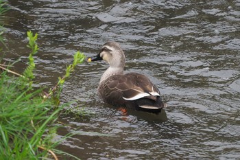 Eastern Spot-billed Duck 池子の森自然公園 Wed, 3/6/2024