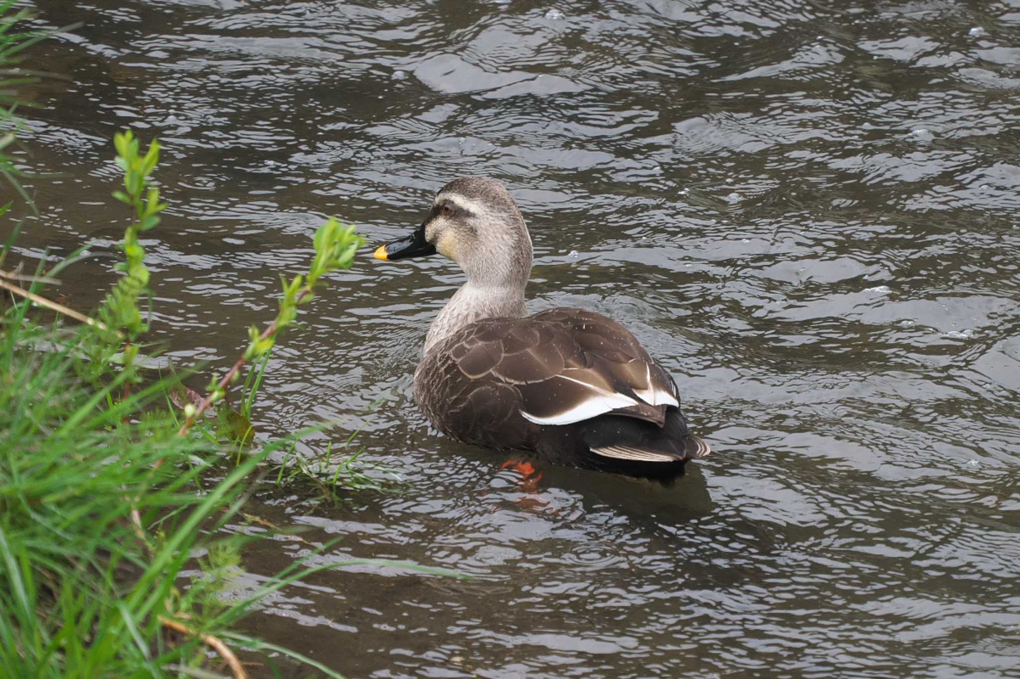 Photo of Eastern Spot-billed Duck at 池子の森自然公園 by Y. Watanabe