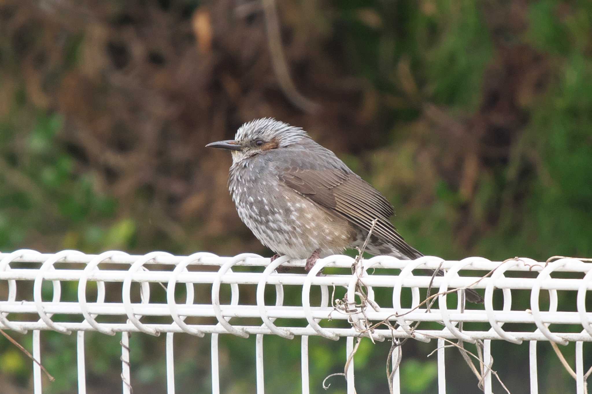 Photo of Brown-eared Bulbul at 池子の森自然公園 by Y. Watanabe