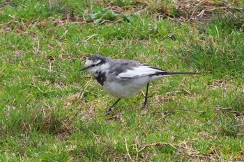 White Wagtail 池子の森自然公園 Wed, 3/6/2024