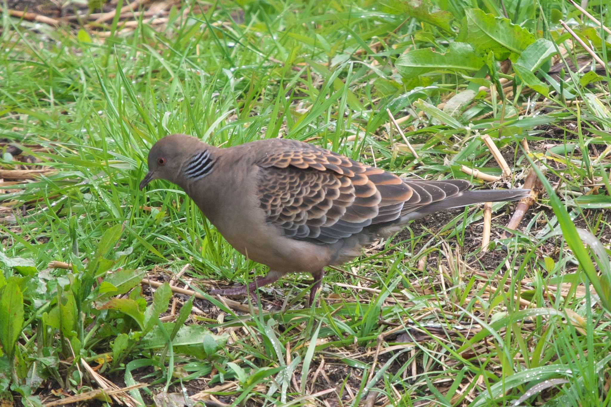 Photo of Oriental Turtle Dove at 池子の森自然公園 by Y. Watanabe