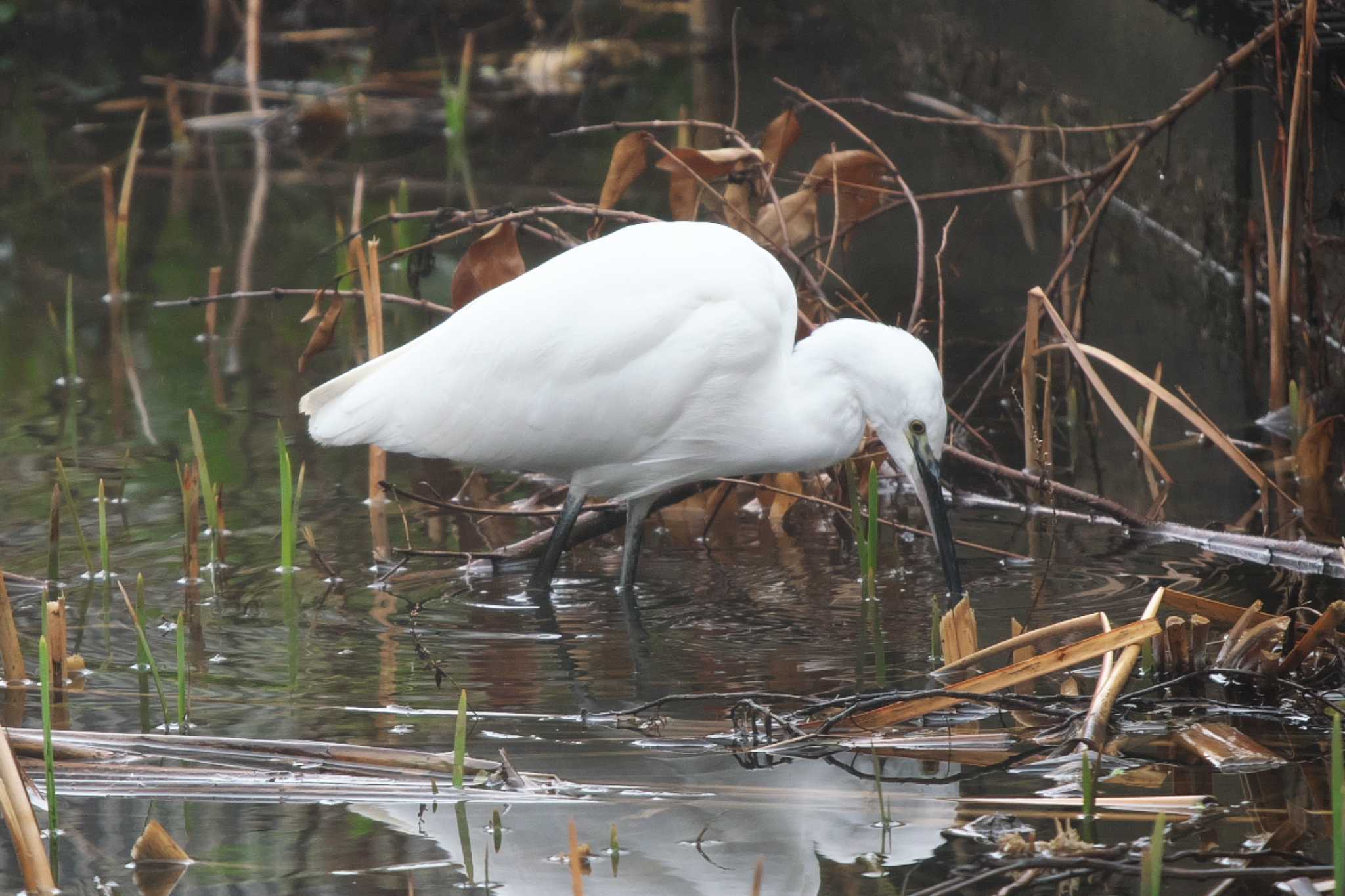 Photo of Little Egret at 池子の森自然公園 by Y. Watanabe