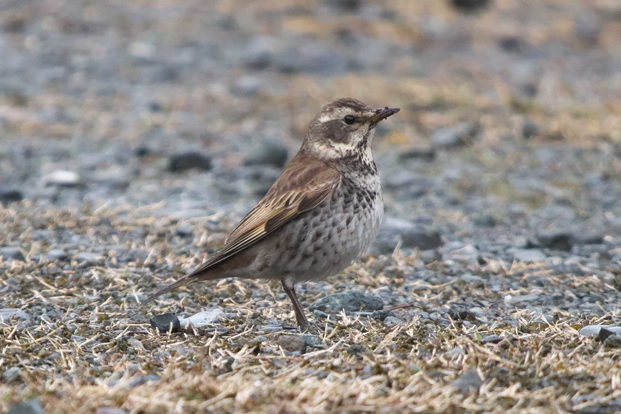 Photo of Dusky Thrush at 池子の森自然公園 by Y. Watanabe