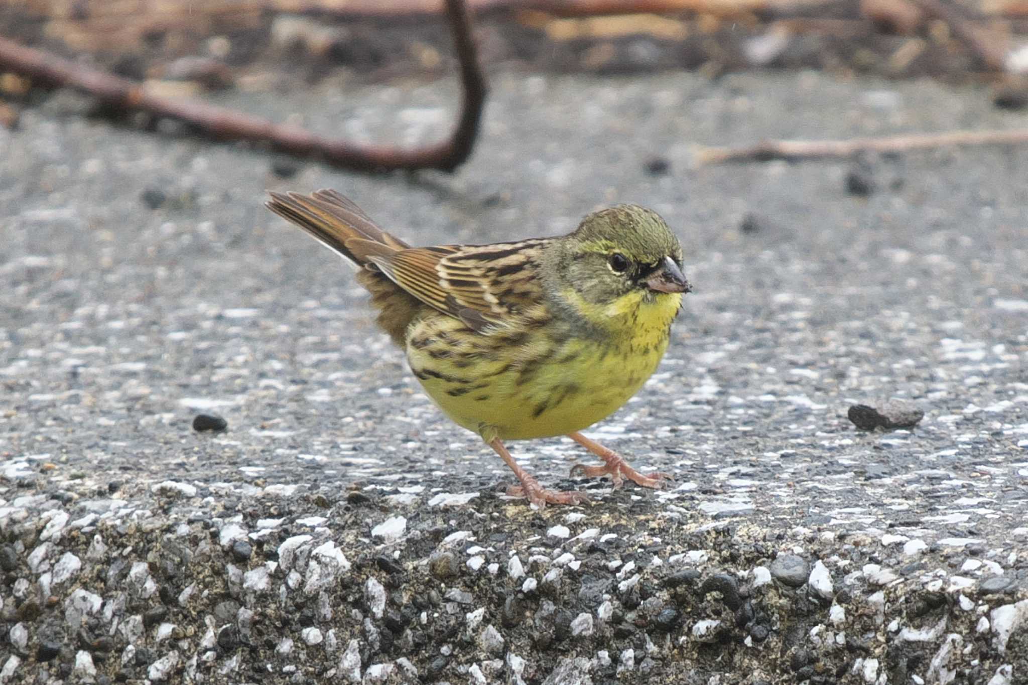 Photo of Masked Bunting at 池子の森自然公園 by Y. Watanabe