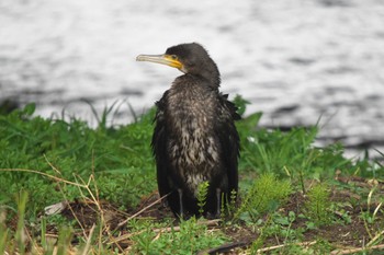 Wed, 3/6/2024 Birding report at 池子の森自然公園