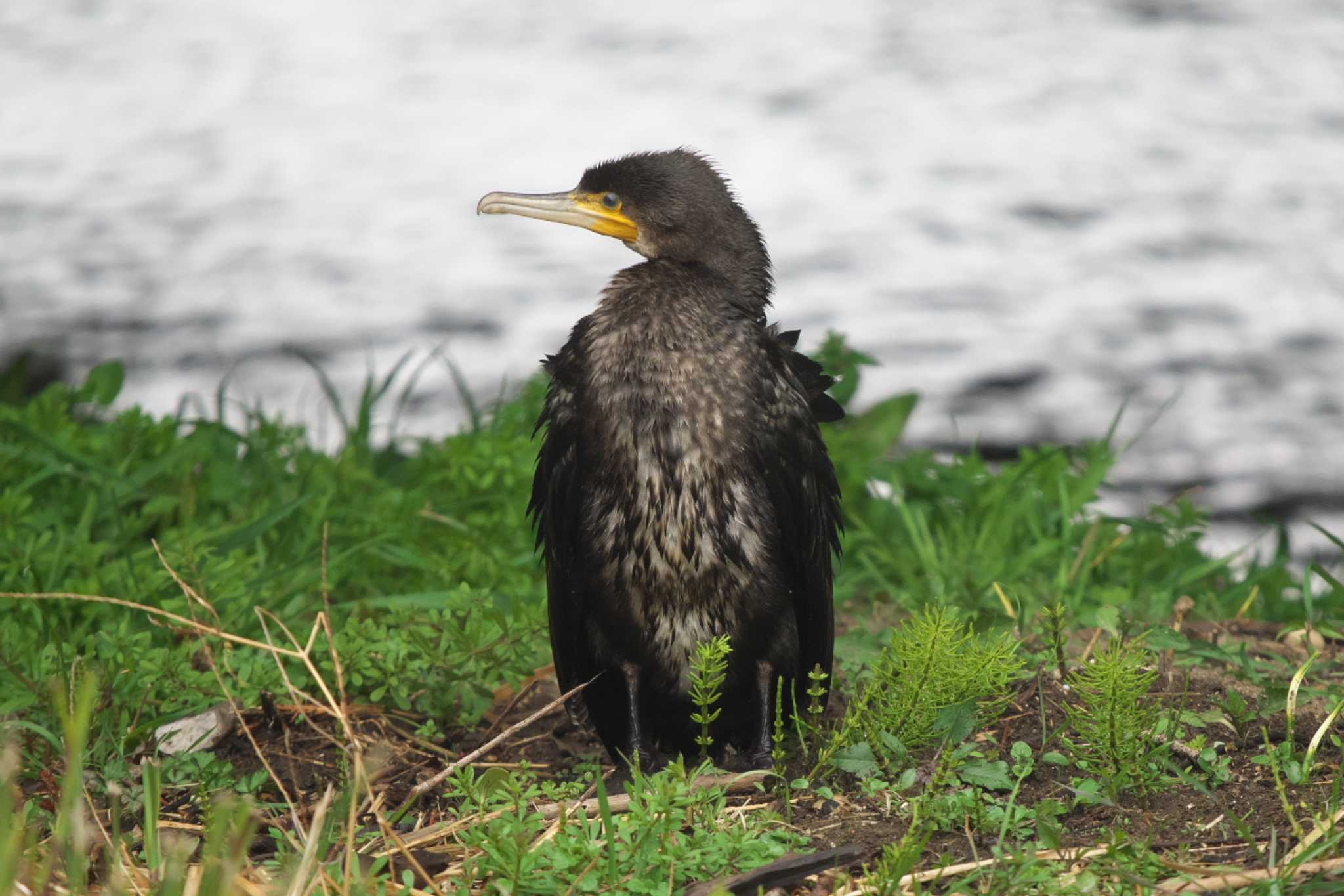 Great Cormorant