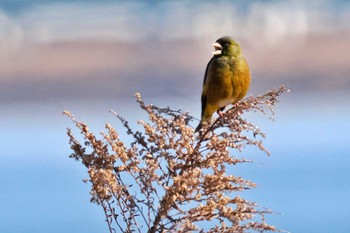 Grey-capped Greenfinch 荒川・砂町水辺公園(東京都江東区) Sun, 3/3/2024