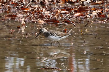 Green Sandpiper Akigase Park Sat, 3/2/2024