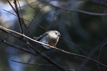 キクイタダキ 秋ヶ瀬公園 2024年3月2日(土)