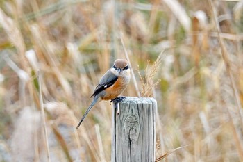 Bull-headed Shrike Sambanze Tideland Sun, 12/2/2018