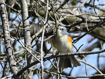 ルリビタキ 馬見丘陵公園 2024年3月2日(土)