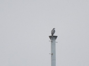 Eurasian Goshawk 神奈川県立相模原公園 Sun, 2/18/2024