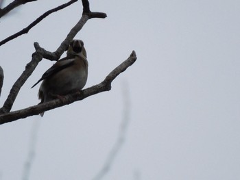 Hawfinch 神奈川県立相模原公園 Sun, 2/18/2024