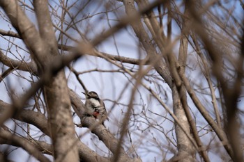 Great Spotted Woodpecker Mizumoto Park Sat, 3/2/2024