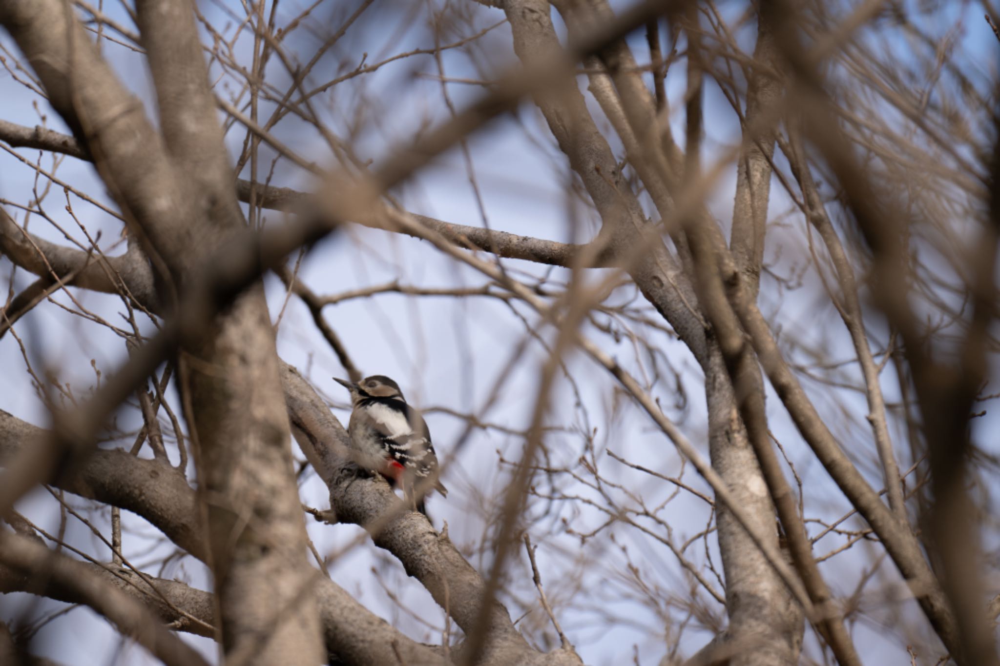 Great Spotted Woodpecker