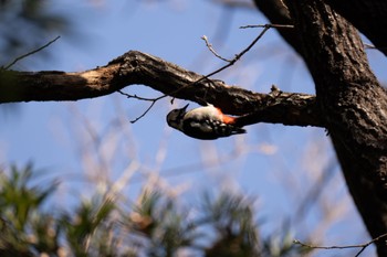 Great Spotted Woodpecker Mizumoto Park Tue, 1/16/2024