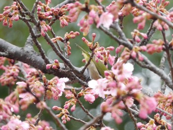 メジロ 神奈川県立相模原公園 2024年2月18日(日)