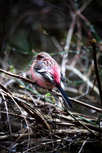 Siberian Long-tailed Rosefinch Hayatogawa Forest Road Sat, 2/24/2024