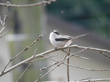 Long-tailed Tit 神奈川県立相模原公園 Sun, 2/18/2024