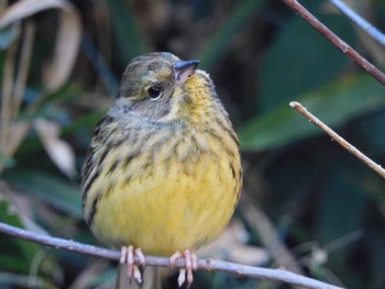 Masked Bunting 県立座間谷戸山公園 Mon, 2/12/2024