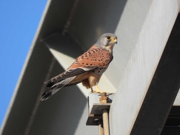 2023年12月30日(土) 隅田川の野鳥観察記録