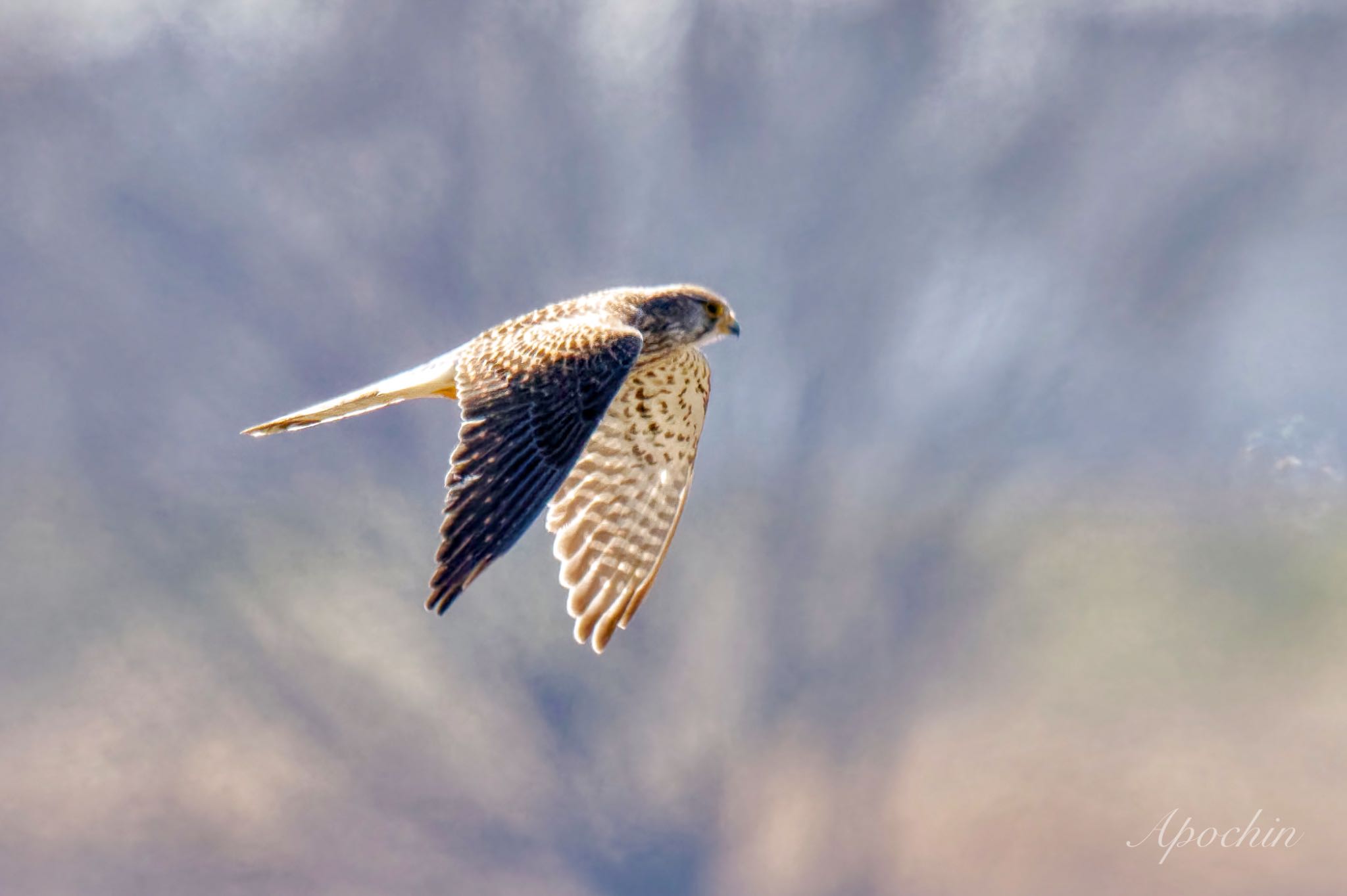 Common Kestrel