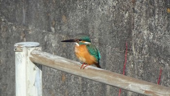 Common Kingfisher Teganuma Sun, 2/5/2023