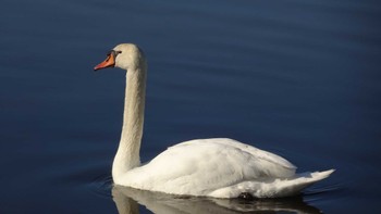 Mute Swan Teganuma Sun, 2/5/2023