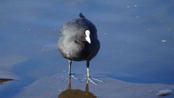 Eurasian Coot Teganuma Sun, 2/5/2023