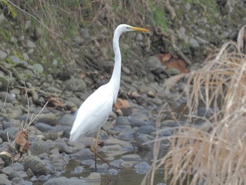 チュウダイサギ 宮田用水(蘇南公園前・江南市) 2024年3月6日(水)