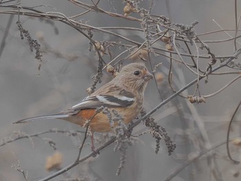 Wed, 3/6/2024 Birding report at 宮田用水(蘇南公園前・江南市)