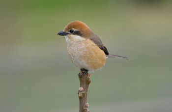 Bull-headed Shrike 恩智川治水緑地 Wed, 3/6/2024