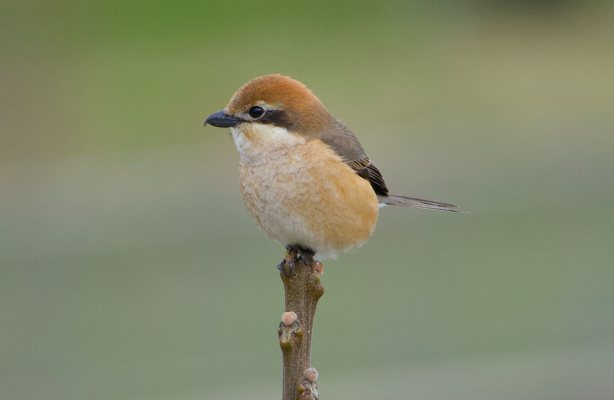 Bull-headed Shrike