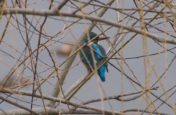 Common Kingfisher 恩智川治水緑地 Wed, 3/6/2024