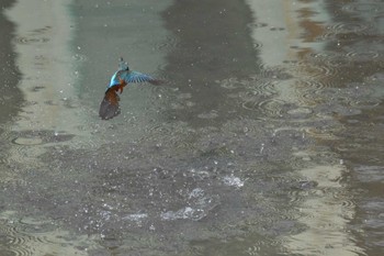 Common Kingfisher 恩智川治水緑地 Sat, 3/2/2024