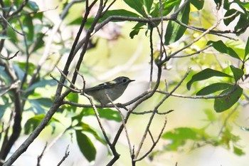 2018年12月4日(火) 水元公園の野鳥観察記録