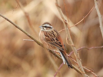 2024年1月3日(水) 秋ヶ瀬公園の野鳥観察記録