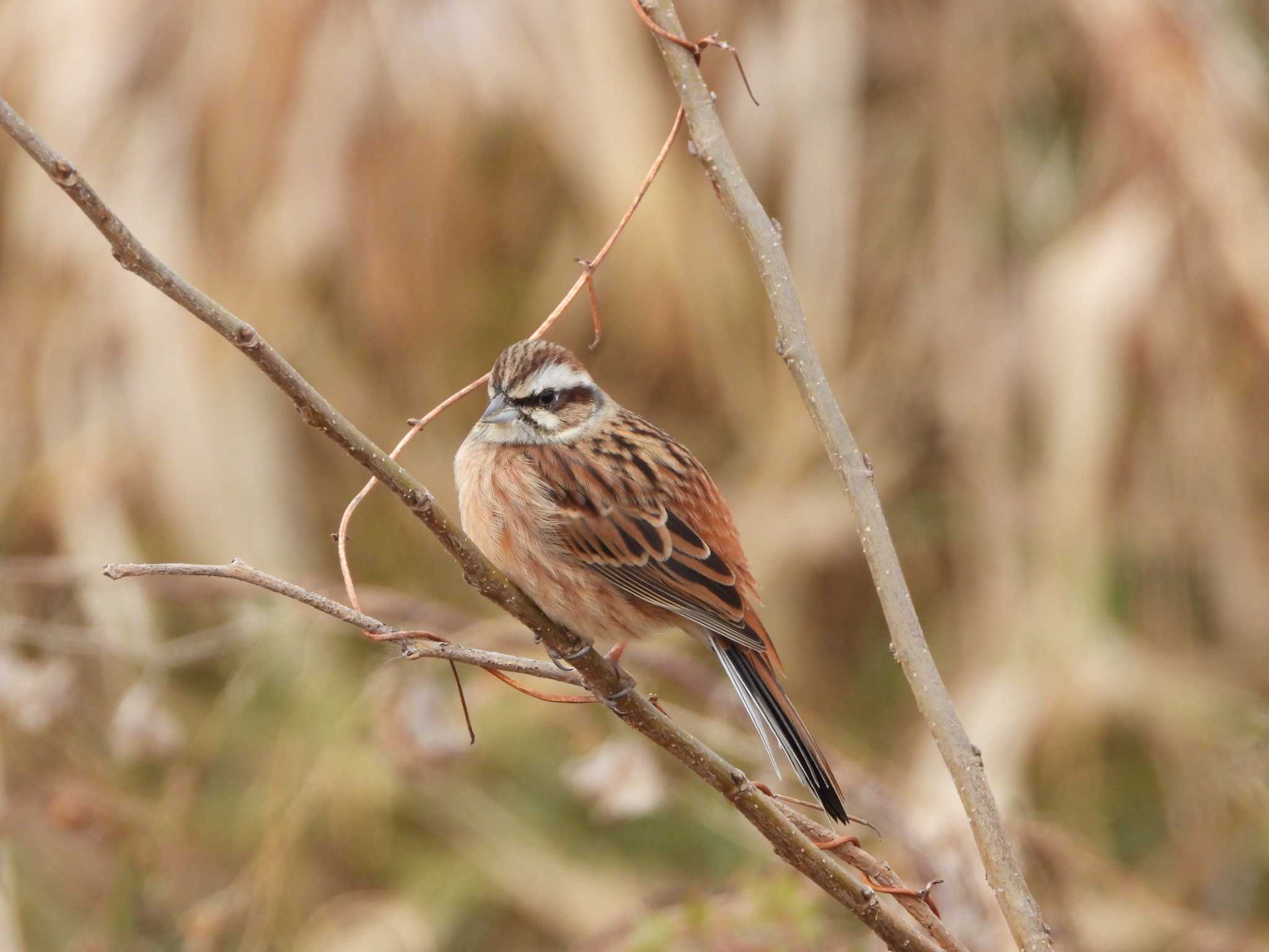 Meadow Bunting