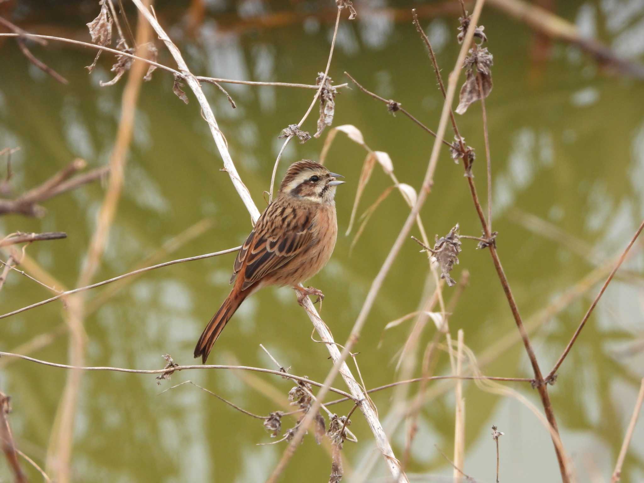 Meadow Bunting