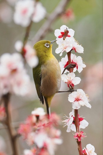 メジロ 東京港野鳥公園 2024年3月2日(土)