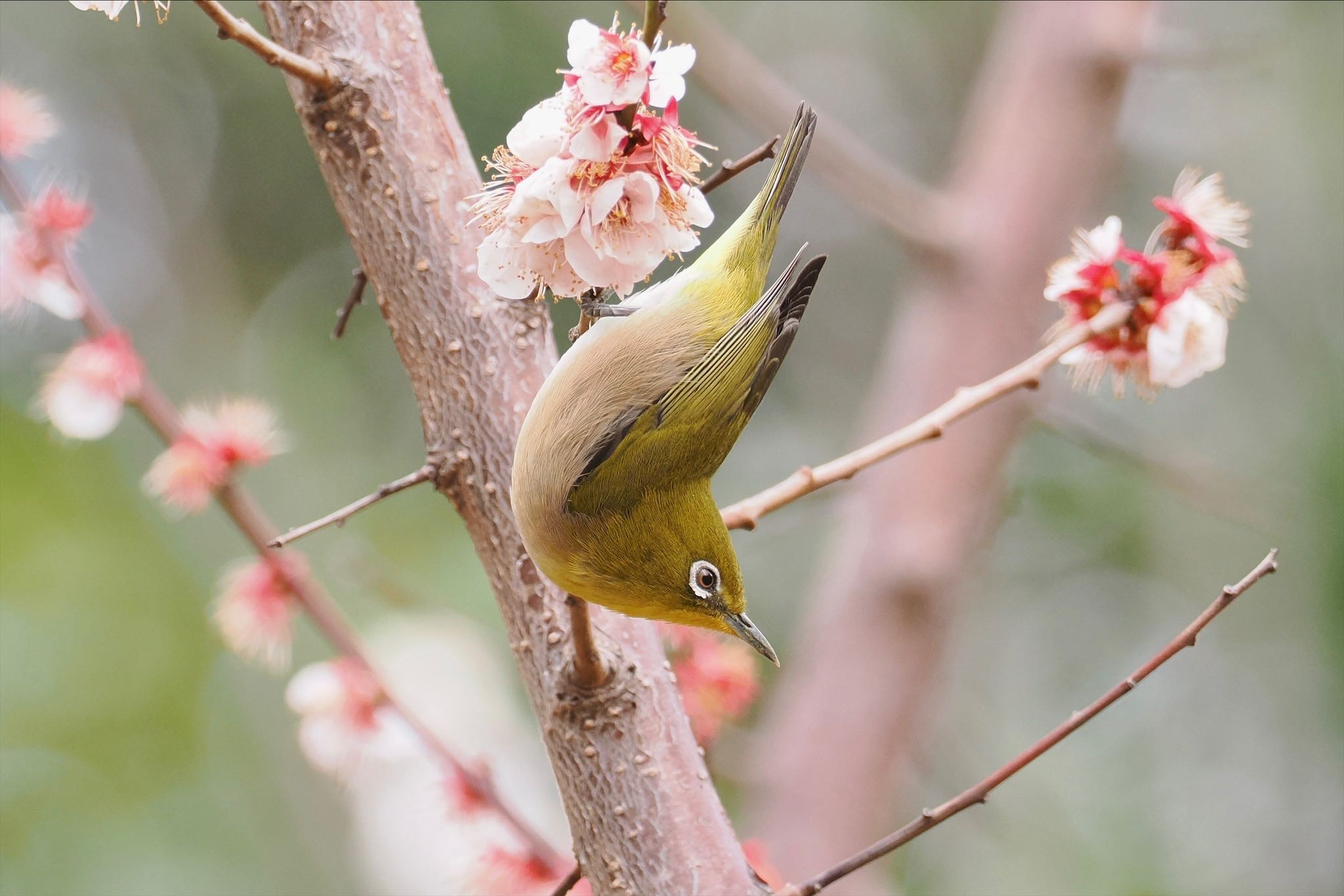 東京港野鳥公園 メジロの写真 by とりとり