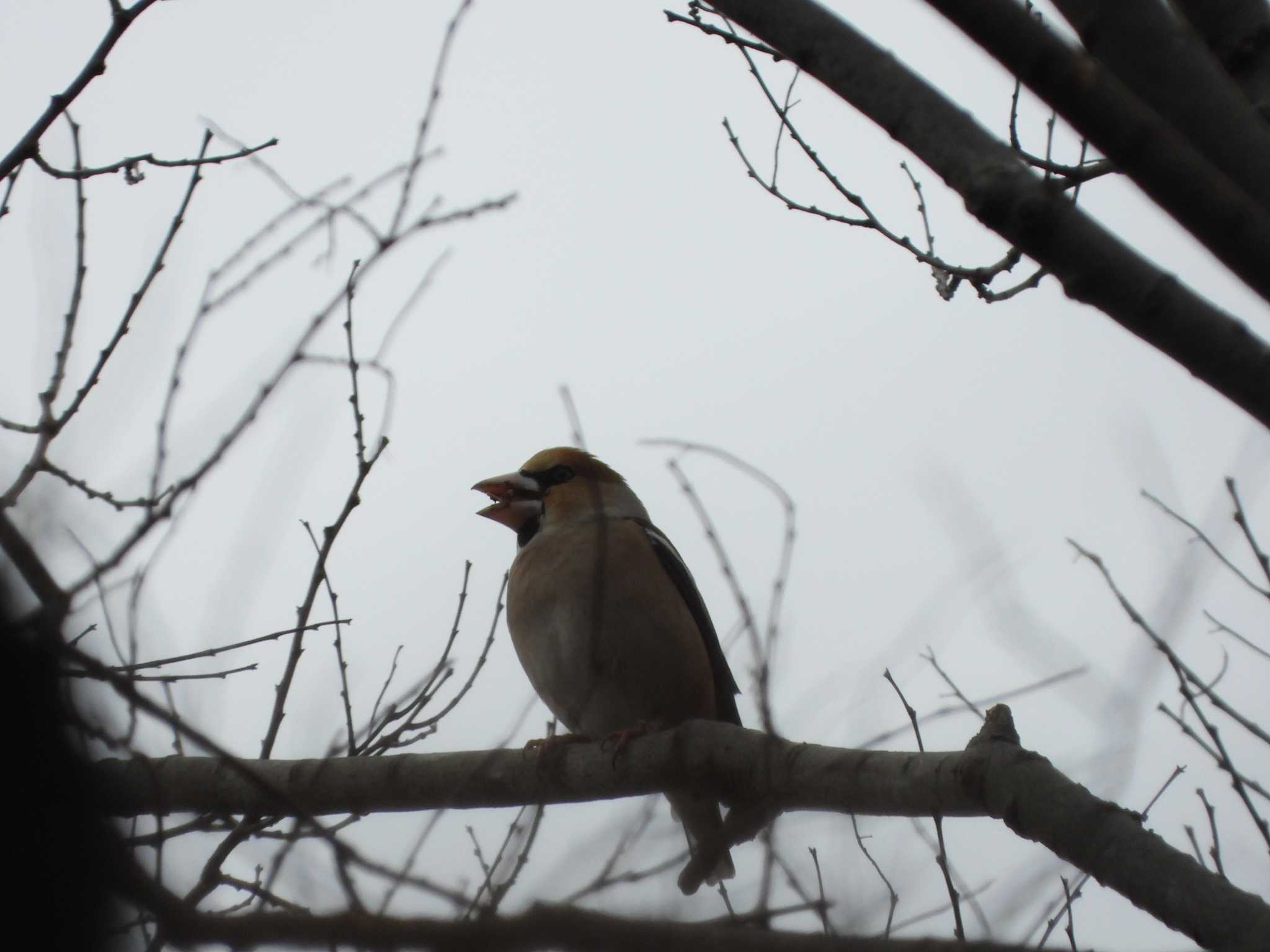 Hawfinch