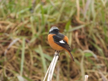 2023年12月24日(日) 秋ヶ瀬公園の野鳥観察記録