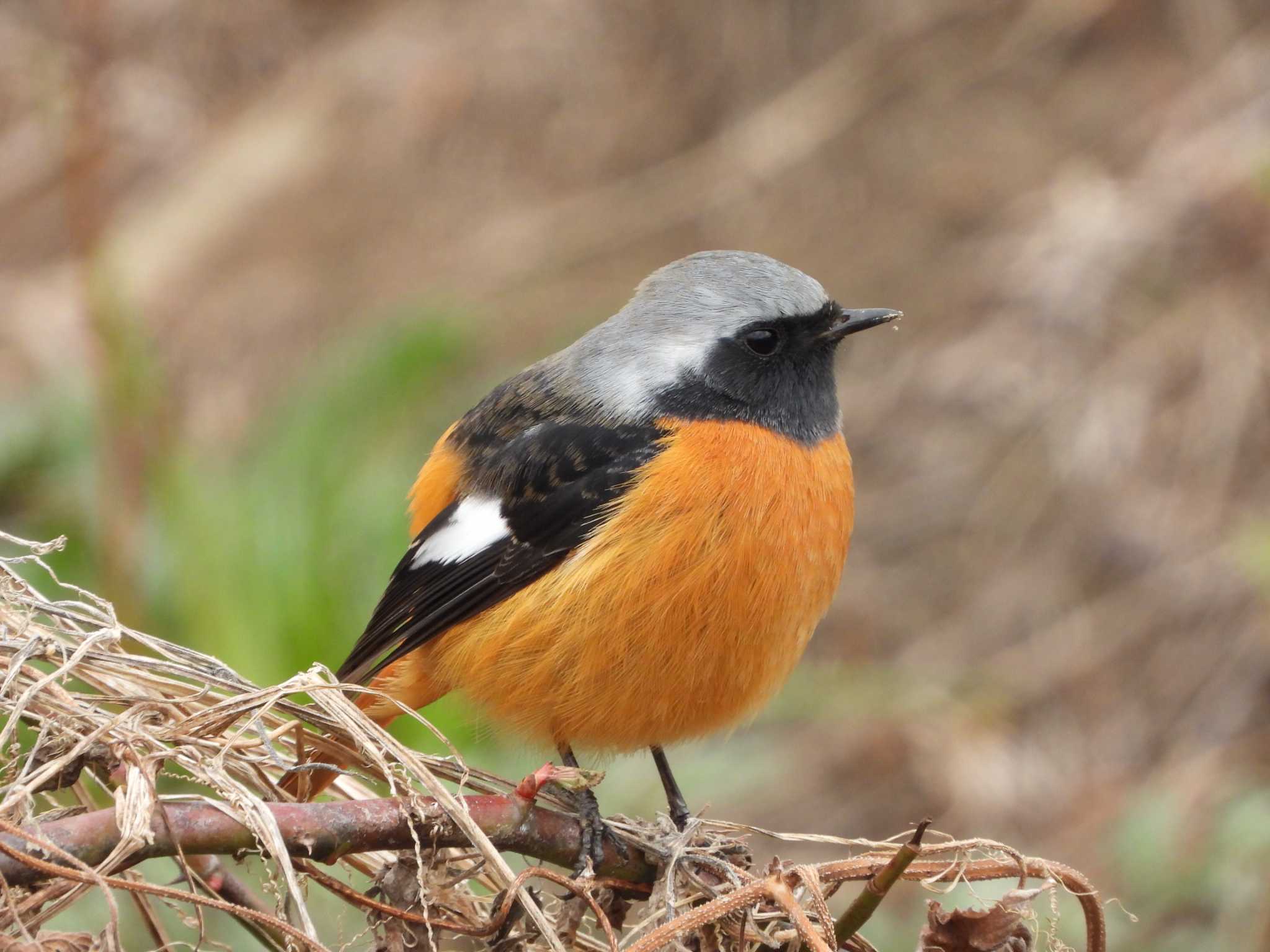 Daurian Redstart