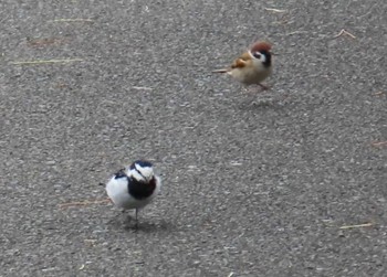 Wagtail Kasai Rinkai Park Tue, 3/5/2024