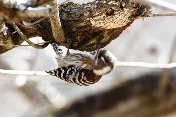 Japanese Pygmy Woodpecker Arima Fuji Park Sun, 3/3/2024