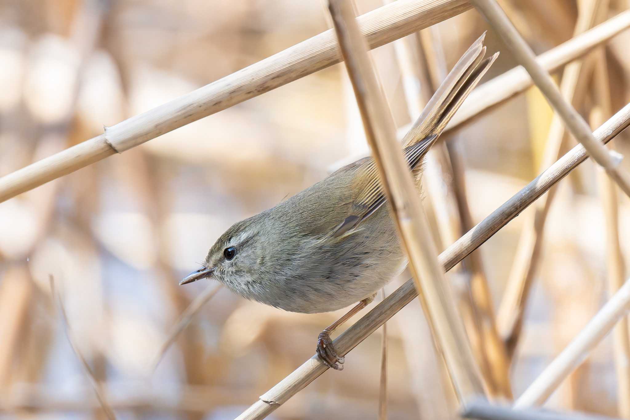 Photo of Japanese Bush Warbler at Kasai Rinkai Park by たい焼きの煮付け